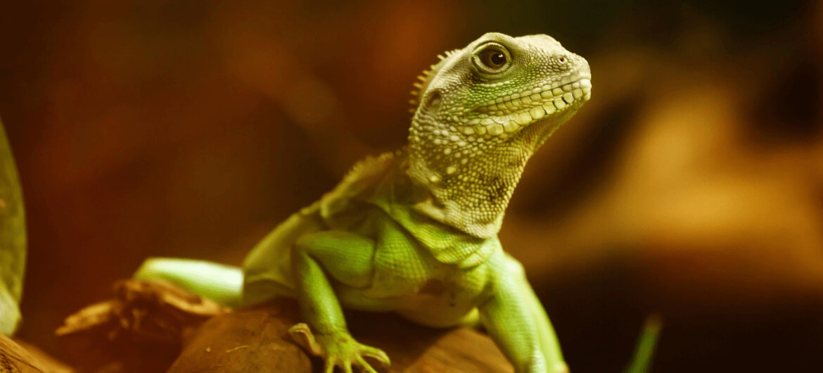 We welcome exotic pets!