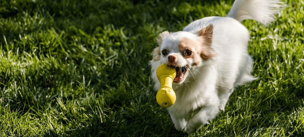 Pet Dental Care