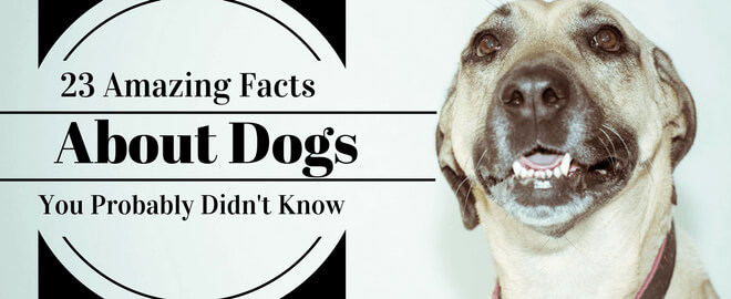 23 amazing facts about dogs