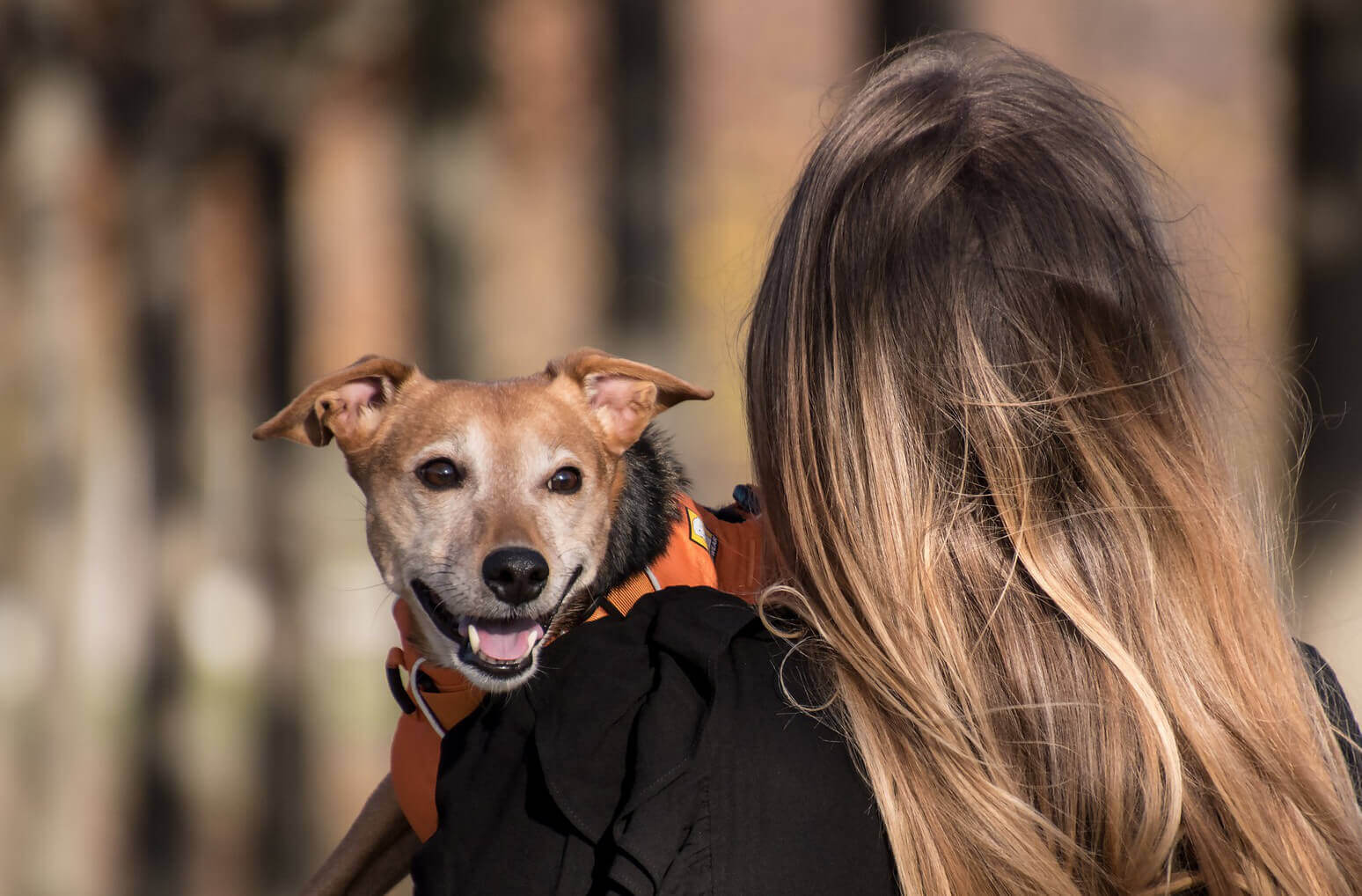 animal veterinary clinic in Minneapolis MN