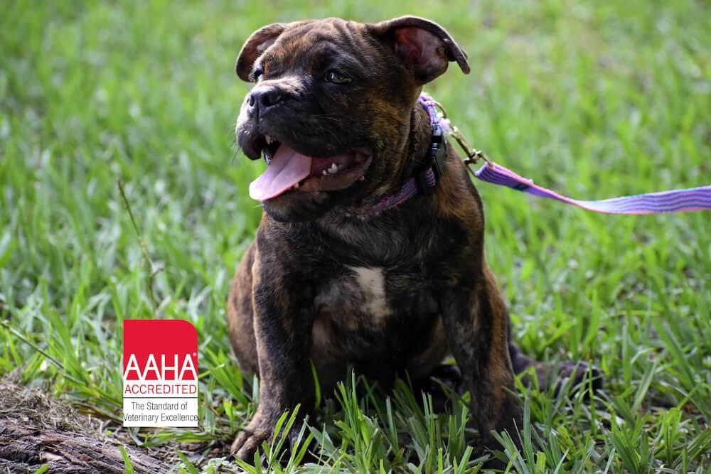 top rated veterinary clinic in Minneapolis MN