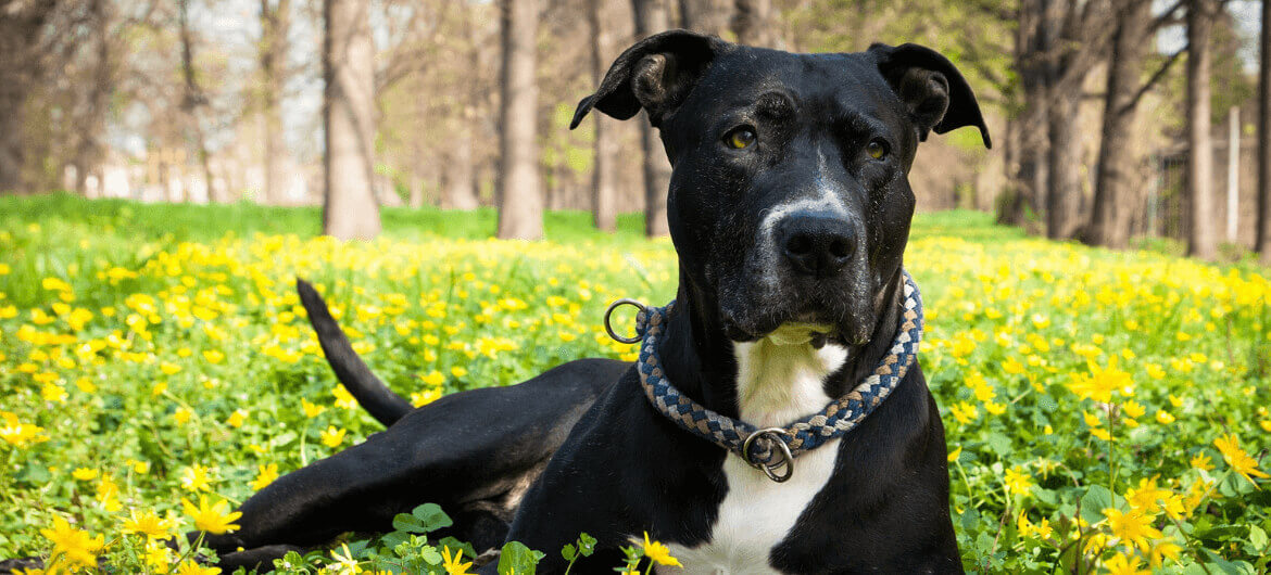 veterinarian in Minneapolis MN