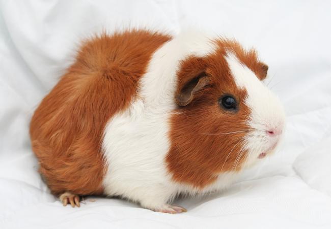 guinea pig