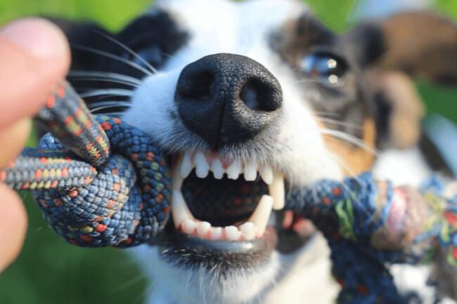 pet dental care in Minneapolis MN